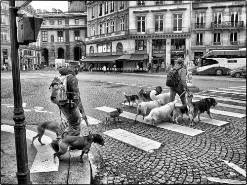 Paris: un temps de chiens